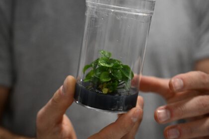 A representative of French startup Neoplants displays a bioengineered Pothos plant at the