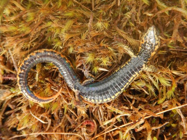 A new species of lizard called 'Proctoporus titans' has been discovered in Peru's Otishi N