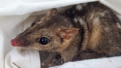 The 'suicidal reproduction' of Australia's northern quolls could be threatening their survival, research suggests