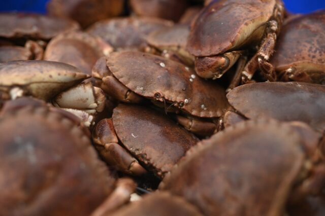 Thousands of crustaceans died off the northeast English coast in late 2021