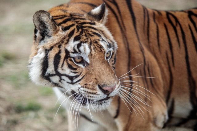 Tigers are not native to South Africa, but in recent years tiger breeding has become commo