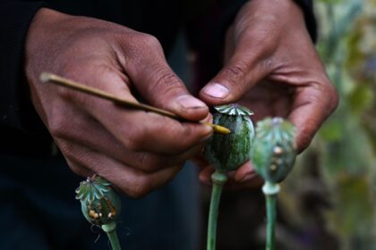 The UNODC estimates Myanmar's opium economy is worth around $2 billion -- the equivalent of up to three percent of the country's GDP
