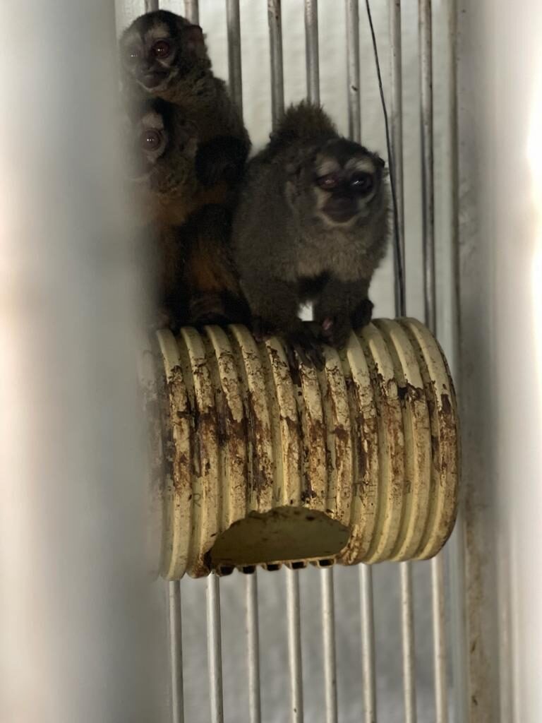 Photos of monkeys from the Fundación Centro de Primates (FUCEP) in Cali, Colombia.
