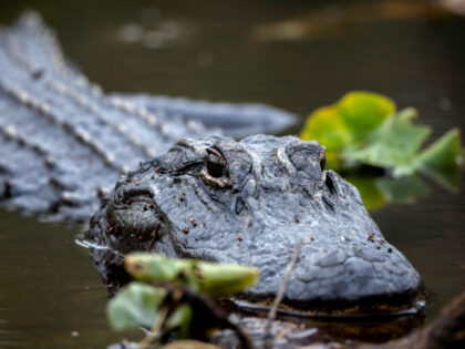 An American alligator basks in lily pads besides a wilderness water trail in the Okefenoke