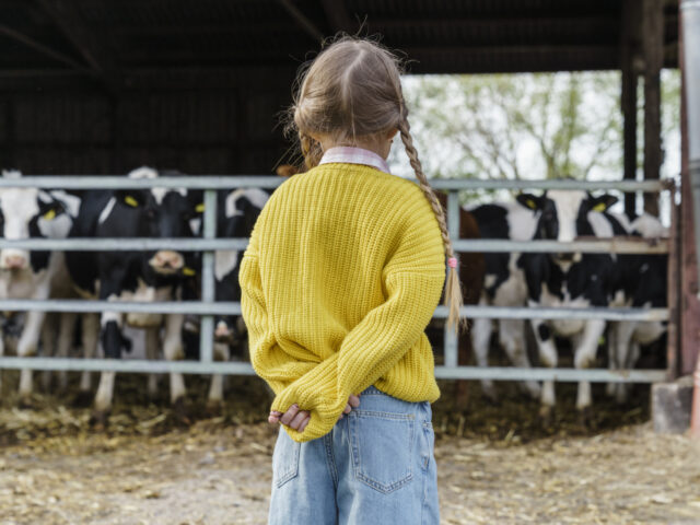 Wickede, NRW, Deutschland. Ein kleines Mädchen steht vor den Kühen auf dem Bauernhof