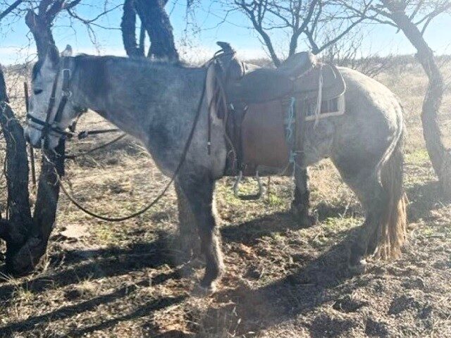 Border Patrol agents seize a horse used by a suspected human smuggler to attempt to escape