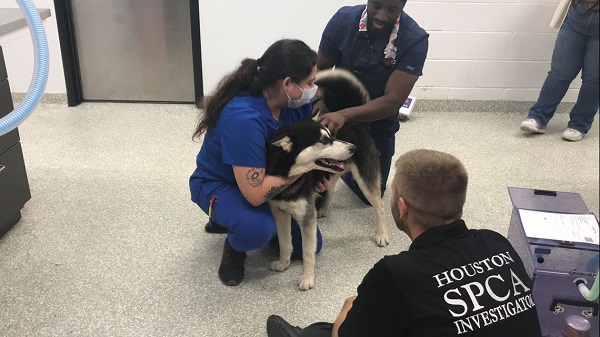 A Houston-area veterinarian examines a allegedly abused 2-yr-old husky. (Houston SPCA)