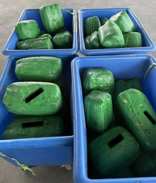 Otay Mesa CBP officers seized a large quantity of narcotics packed inside a load of radishes. (U.S. Customs and Border Protection)