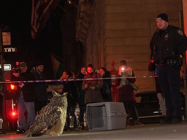 An owl that escaped from the Central Park Zoo on February 2 has now learned to hunt for it