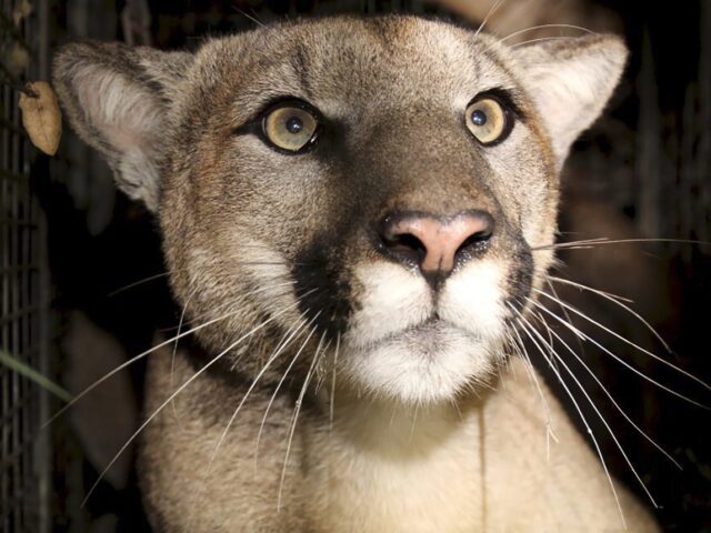 PHOTOS: L.A. Holds Massive Public Memorial for Mountain Lion P-22 - Vimarsana News