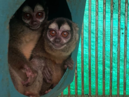 Photos of monkeys from the Fundación Centro de Primates (FUCEP) in Cali, Colombia. (Photo via PETA)