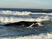 Whales Mysteriously Wash Up on New Jersey Shores