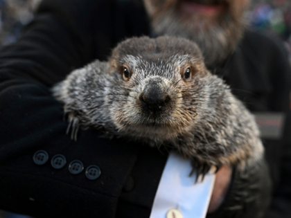 Groundhog Club handler A.J. Dereume holds Punxsutawney Phil, the weather prognosticating g