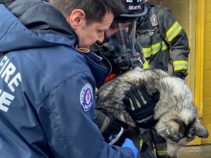 Firefighters and employees rescued more than 100 dogs after a fire broke out in doggy daycare in Seattle, Washington, last week.