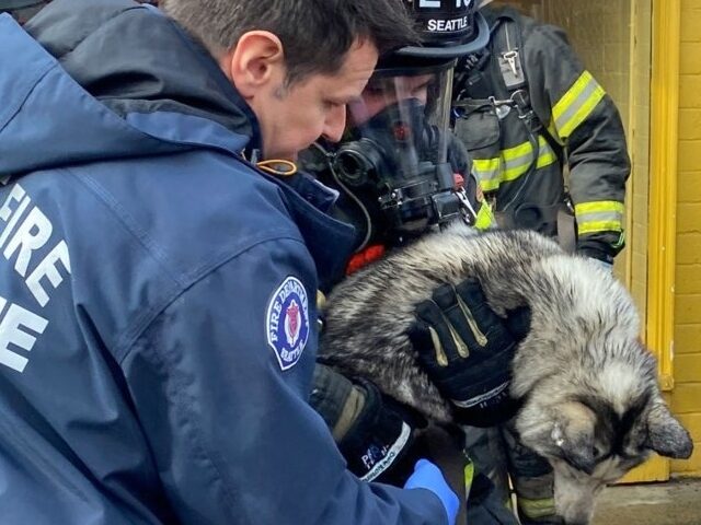 Firefighters and employees rescued more than 100 dogs after a fire broke out in doggy dayc
