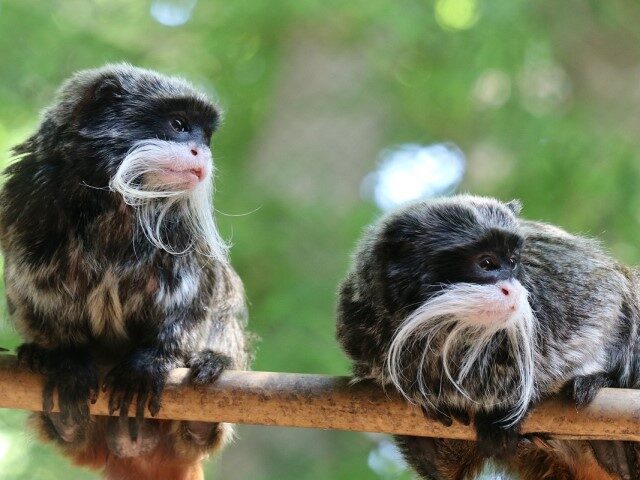 emperor tamarin monkeys