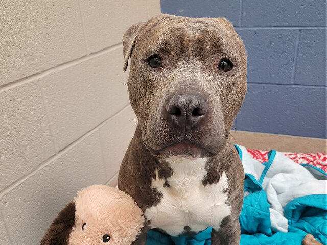 One-Eared Dog Goes Viral After Chewing Ear Off Stuffed Animal– Finds Forever Home