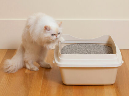 Persian Cat sniffing litter box - stock photo