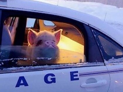 pig is rescued