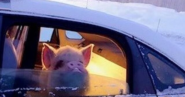 NextImg:'Refrigerated Bacon': Anchorage Police Rescue Pig From the Cold