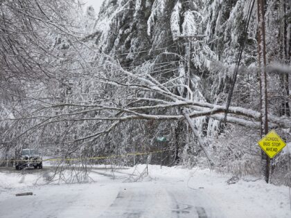 WELLS, ME - JANUARY 23: A fallen tree is supsended by power lines on Chapel Rd in Wells on Monday, Jan. 23, 2023. (Staff photo by Derek Davis/Portland Press Herald via Getty Images)