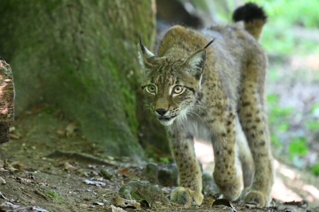 A lynx at the Sainte-Croix wildlife park in Rhodes, eastern France