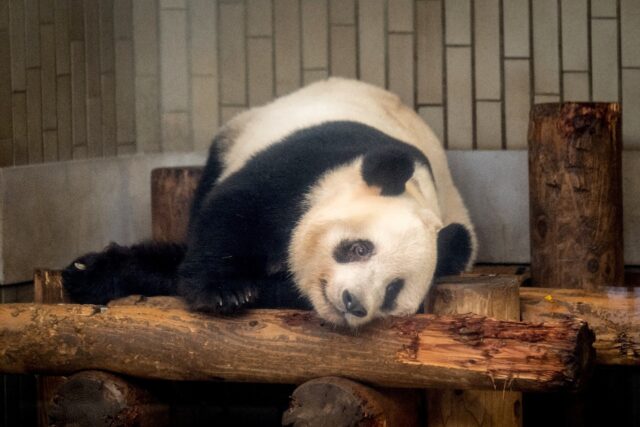 Xiang Xiang, who is set to head to China, has been a huge draw for Tokyo's Ueno Zoo since