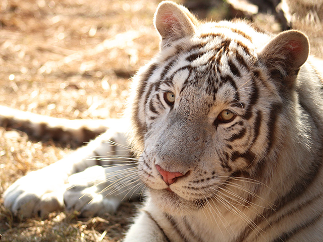 Georgia Wildlife Park Was Missing Two Tigers After Severe Storms - Vimarsana News