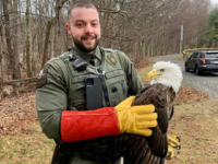 PHOTOS – Officials Praised for Rescuing Injured Bald Eagle: ‘A Big Thank You’