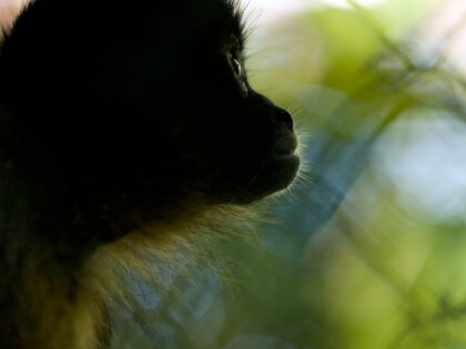 A spider monkey sits inside a cage at a Ministry of Environment rehabilitation center that protects wild animals rescued from illicit trafficking networks, in Panama City, Friday, Sept. 23, 2022. Spider monkeys are among the most popular wild pets, said Erick Núñez, the Environment Ministry's chief of national biodiversity. "They're …