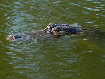 An alligator floats in a pond during the second round of the Honda Classic golf tournament, Friday, Feb. 24, 2023, in Palm Beach Gardens, Fla. (AP Photo/Lynne Sladky)