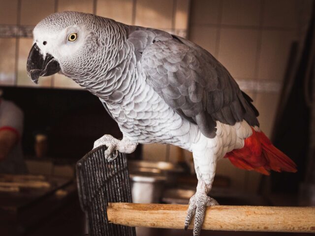 GOREME, CAPPADOCIA, TURKEY - 2015/06/06: This African grey parrot is the friendly mascot o