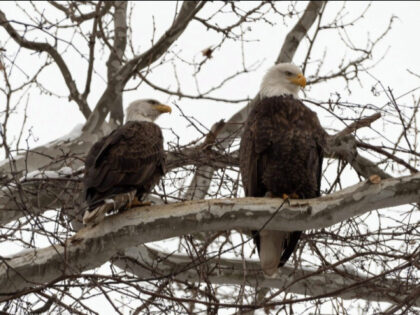 Bald Eagles Nesting at U. S. Steel's Mon Valley Works Irvin Plant outside of Pittsburgh, P