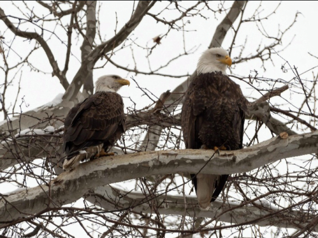 WATCH: Bald Eagles Who Suffered Loss Welcome Eaglet to Nest - Vimarsana News