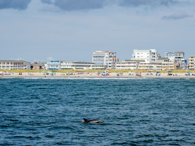 WILDWOOD, NEW JERSEY - SEPTEMBER 03: Dolphins swim in front of the Wildwood Beaches on September 03, 2022 in Wildwood, New Jersey. (Photo by Roy Rochlin/Getty Images)