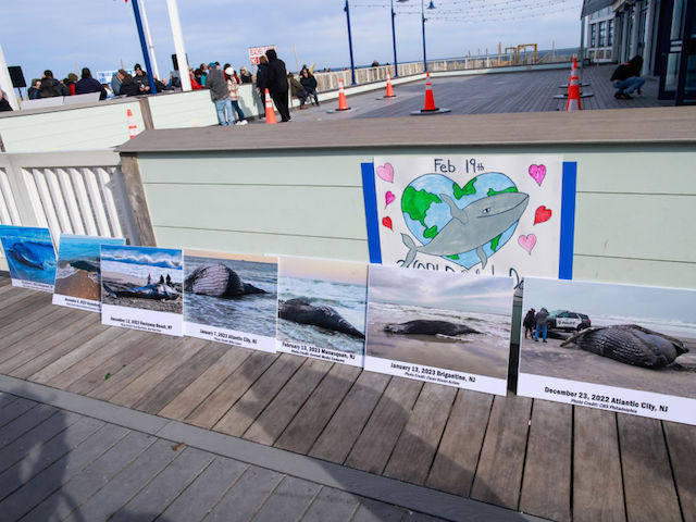 POINT PLEASANT NEW JERSEY - FEBRUARY 19: Environmentalists gather during a 'Save the Whales' rally calling for a halt to offshore wind energy development along the Jersey Shore on February 19, 2023 in Point Pleasant New Jersey. The rally, hosted by the environmental organization Clean Ocean Action, followed the deaths of numerous whales, Since Dec. 1, 2022 according to the National Oceanic and Atmospheric Administration, or NOAA 12 whales have died in NY and NJ (Photo by Kena Betancur/VIEWpress)
