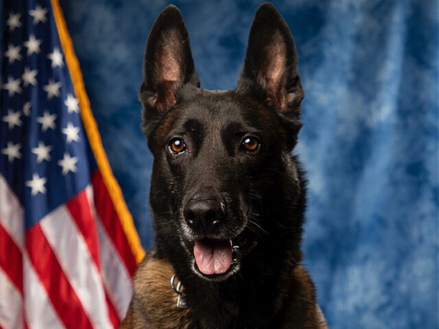 ‘Reliable, Focused, Tenacious’ Georgia Police Dog Retires After 7 Years of Service