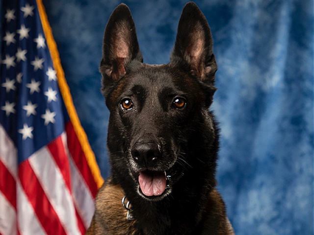 Georgia Police Dog Retires After 7 Years of Service - Vimarsana News