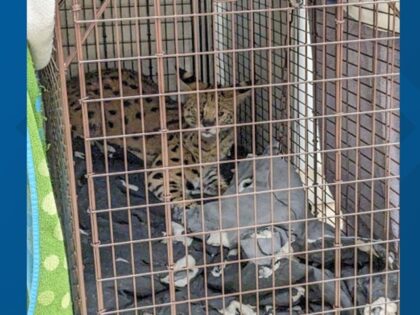 A wild cat captured in Oakley, Ohio, a few months ago was later tested for narcotics, and the result was shocking.