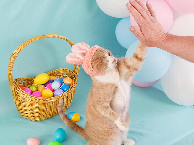 Idaho Cat with One Eye Wins 'Cadbury Bunny' Contest for Rescue Animals - Vimarsana News