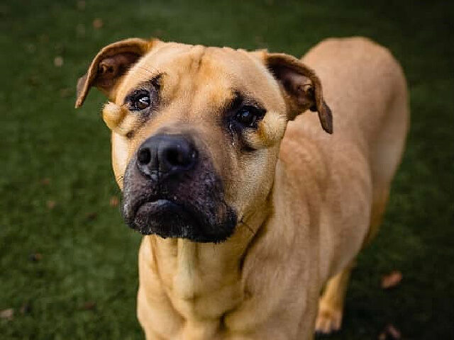 ‘Ugly’ Florida Rescue Dog Has Eye Deformities Removed, Finds Forever Home