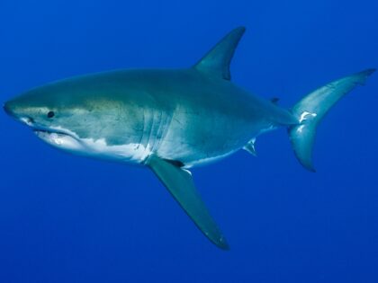 Great White Shark, Carcharodon carcharias, South Africa. (Photo by: Prisma Bildagentur/Universal Images Group via Getty Images)