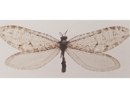 This Polystoechotes punctata or giant lacewing was collected in Fayetteville, Arkansas in 2012 by Michael Skvarla, director of Penn State’s Insect Identification Lab. The specimen is the first of its kind recorded in eastern North America in over fifty years – and the first record of the species ever in …