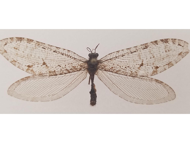This Polystoechotes punctata or giant lacewing was collected in Fayetteville, Arkansas in