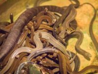 Officials: Man Found Dead in Home Crawling with 60 Venomous Snakes