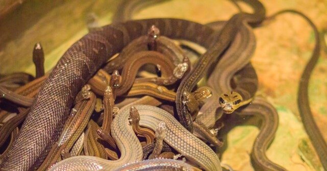 NextImg:Officials: Man Found Dead in Home Crawling with 60 Venomous Snakes