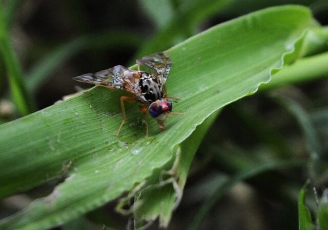 The ozone in smog neutralises the pheremones upon which fruit flies depend for mating