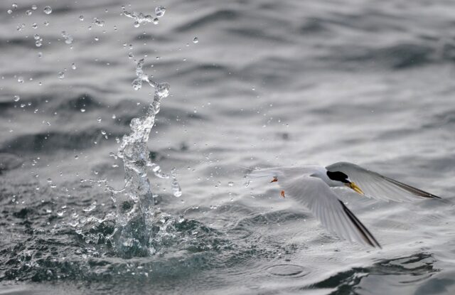 Plastic-infested digestive tracks from two species of Atlantic seabirds, northern fulmars