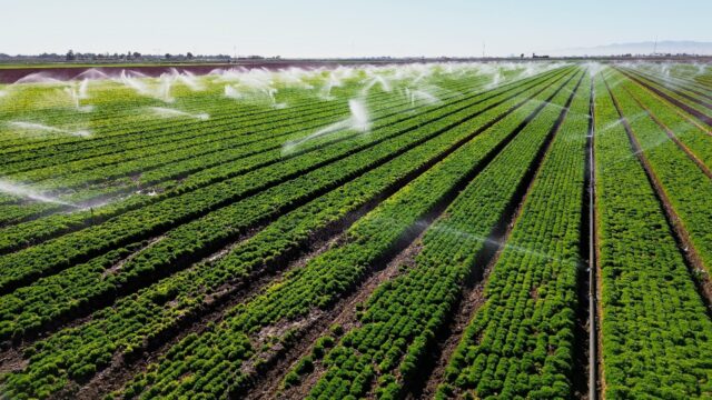 Sprinklers water a lettuce field in California's Imperial Valley, a vital part of America'