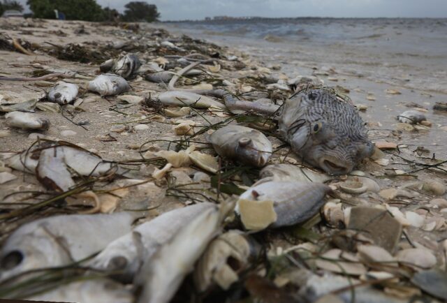 The toxic algae that has haunted Florida's Gulf Coast in recent years has left beaches lik